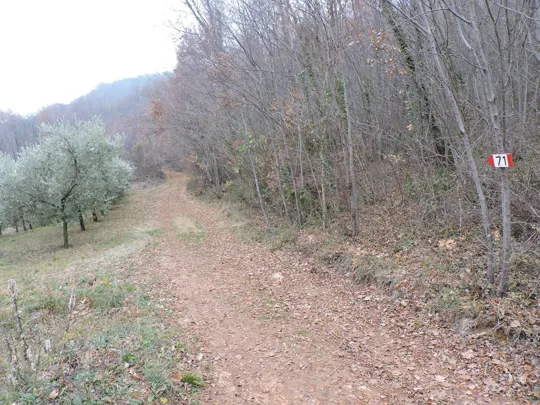 Dettaglio del sentiero prima dell'oliveto