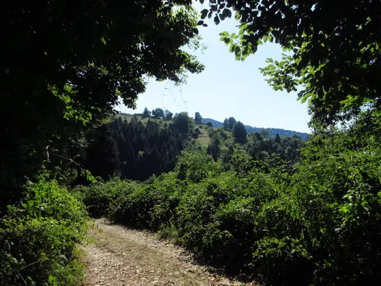 Rovi di mora selvatica