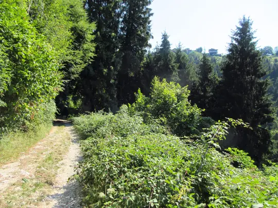 Rovi di mora selvatica