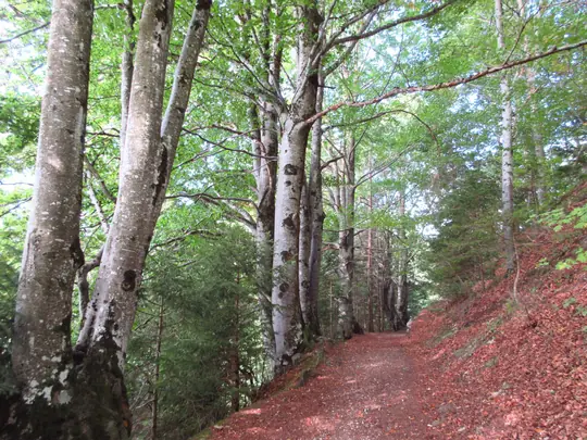Bosco lungo il Sentiero delle Sorgenti di Lavarone