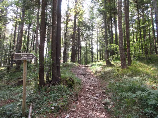 Sentiero nel bosco lungo la variante lunga del Sentiero delle Sorgenti