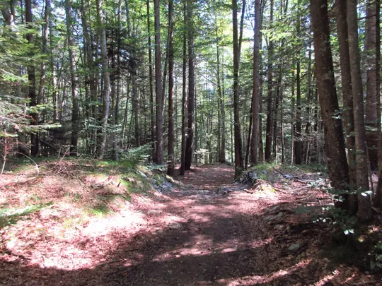 Sentiero nel bosco dopo la Fontanèla del Trùghele