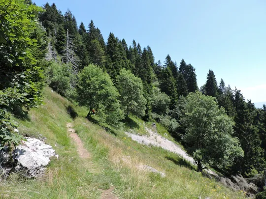 Dettaglio del sentiero