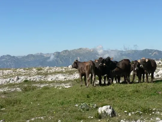Monte Toraro - Turisti particolari