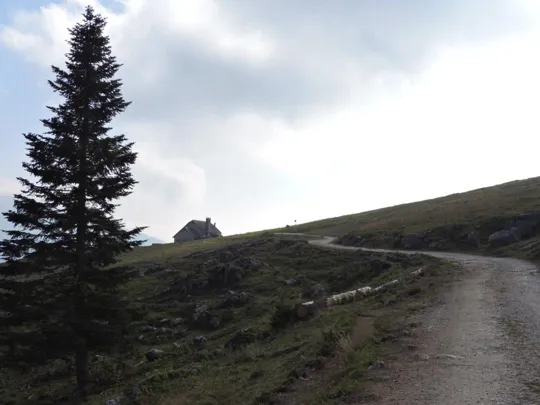 In vista della malga Laste di Manazzo