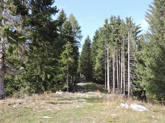 Inizio del sentiero nel bosco