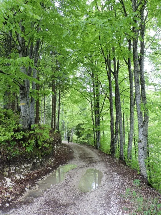 Da Zaibena verso malga Stenfle