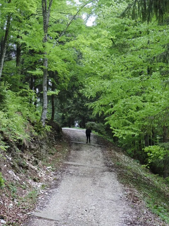 Da Zaibena verso malga Stenfle