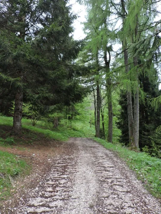 Da Zaibena verso malga Stenfle