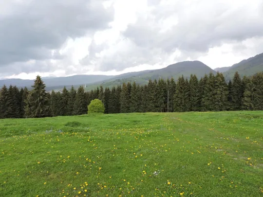 Da malga Stenfle verso il bosco