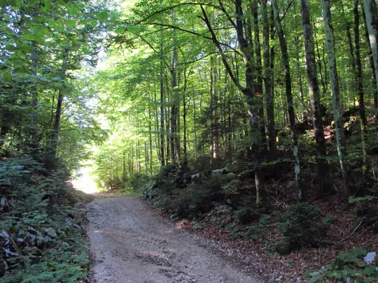 Dettaglio della strada