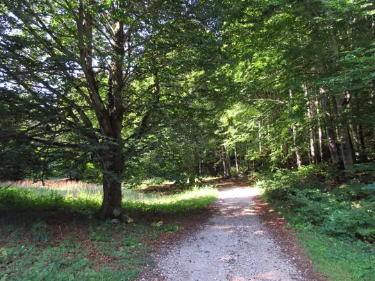 Dettaglio della strada