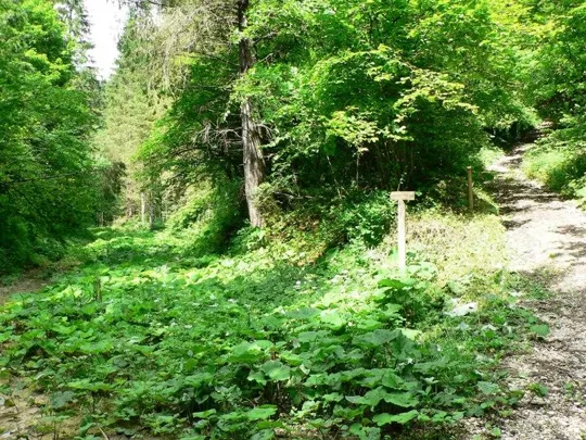 Val d'Assa - Verso S.Antönle