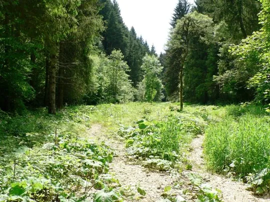 Val d'Assa - Verso S.Antönle