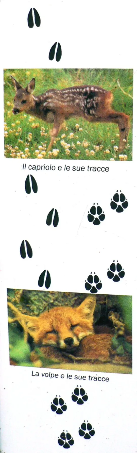 Val d'Assa - prato sul fondo valle