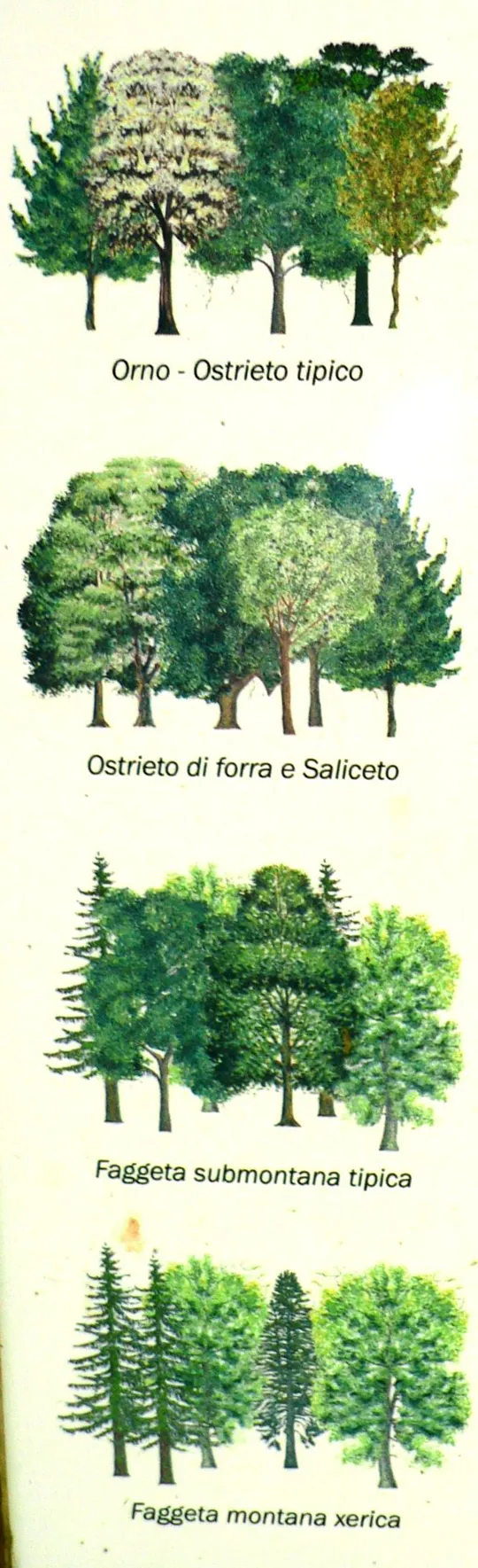 Val d'Assa - prato sul fondo valle