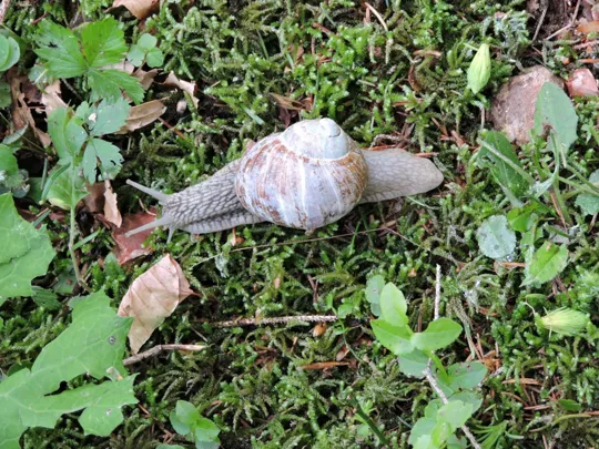 A spasso per il monte Sprunch