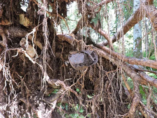 Sulle radici dell'abete rosso