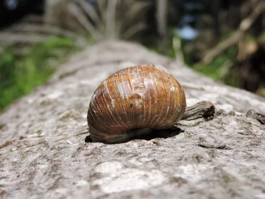 Bagni di sole su un fusto di un abete