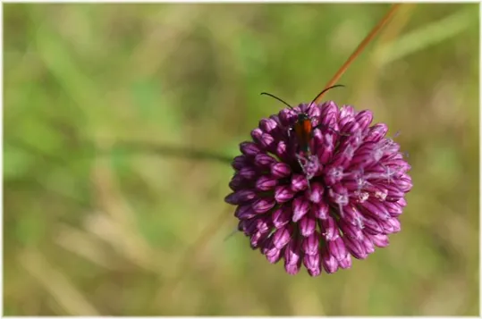 Bosco Caproni - flora e fauna