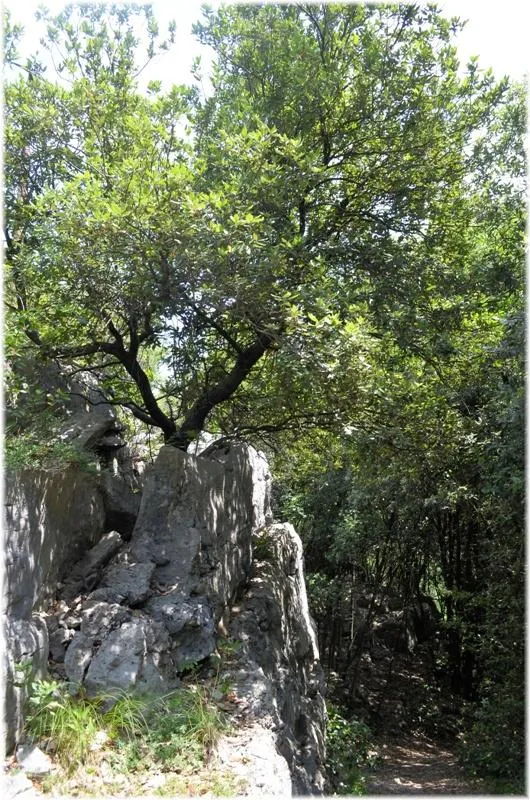 Bosco Caproni - scorcio