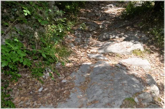 Bosco Caproni - la strada antica