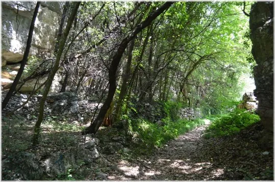 Bosco Caproni - sentiero alberato