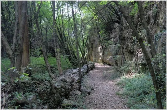 Bosco Caproni - sentiero alberato