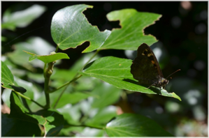 Bosco Caproni - farfalla a riposo
