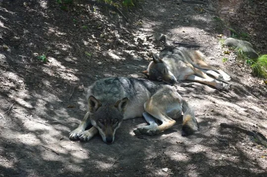 Una coppia di Lupi