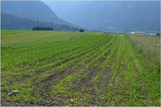 I campi attorno alle Palafitte di Fiavé