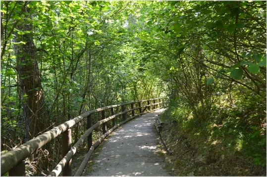 Itinerario nel bosco