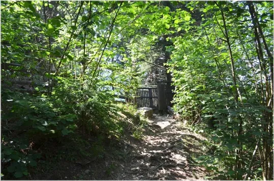 Itinerario nel bosco