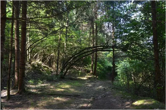 Itinerario nel bosco