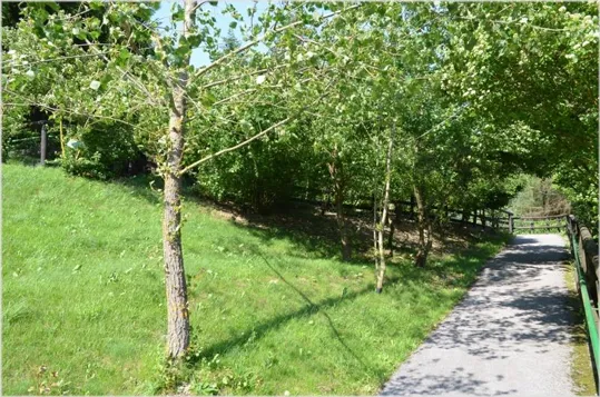 Itinerario nel bosco