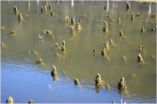 Le Palafitte di Fiavé