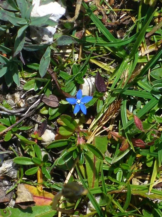 Locatelli - Fiore di Genziana Primaverile
