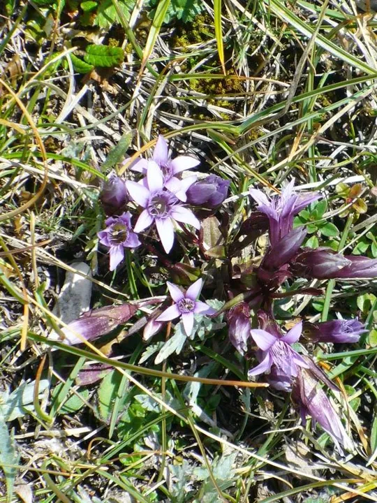 Locatelli - Genzianella a denti ineguali in fiore