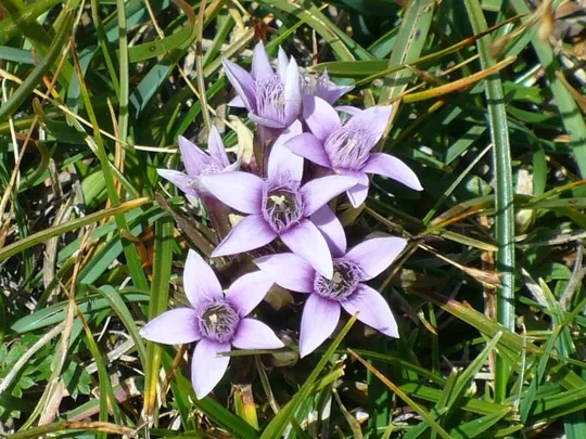 Locatelli - Primo piano di Genzianella a denti ineguali