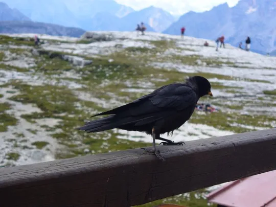 Locatelli - Gracchio Reale