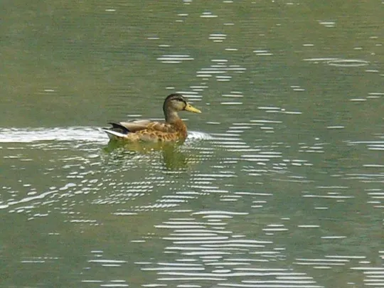 Locatelli - Anitra selvatica