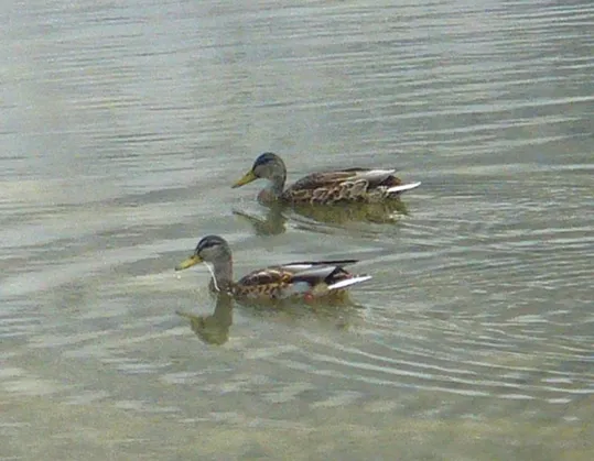 Locatelli - Coppia di Anitre selvatiche