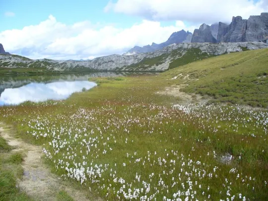 Locatelli - Distesa di Erioforo a foglie strette (Eriophorum angustifolium Honck)