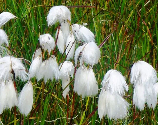 Locatelli - Fiori di  Erioforo a foglie strette (Eriophorum angustifolium Honck)