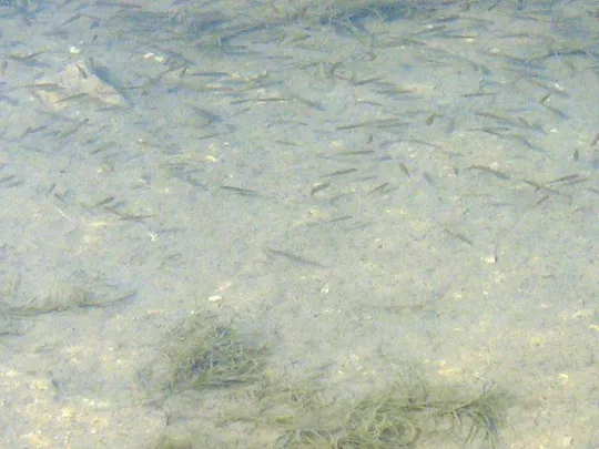 Locatelli - Fauna dei laghetti