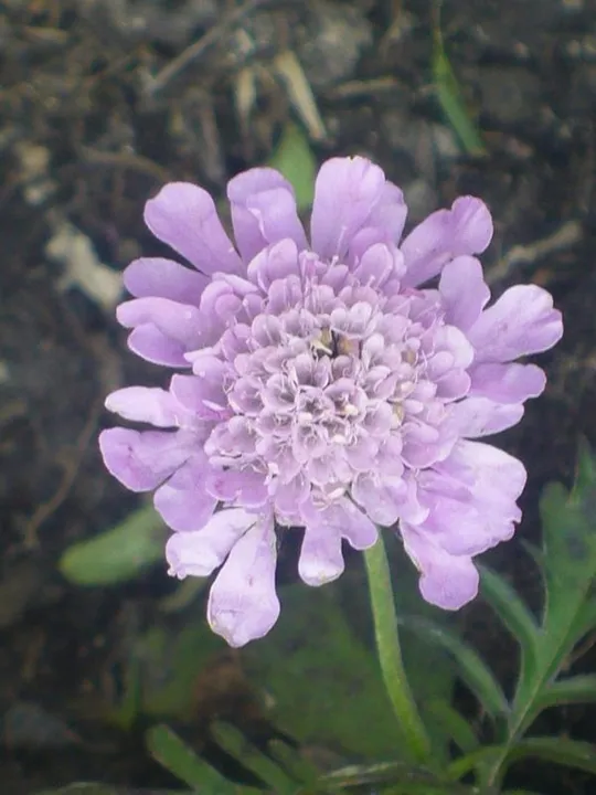 Locatelli - Fiore di campo alpino
