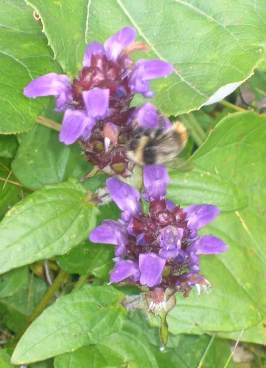 Locatelli - Prunella vulgaris o Brunella