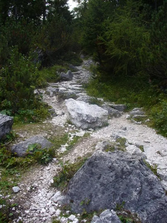 Locatelli - Sentiero nel bosco di larici