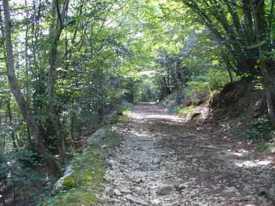 Altarknotto - La strada nel bosco