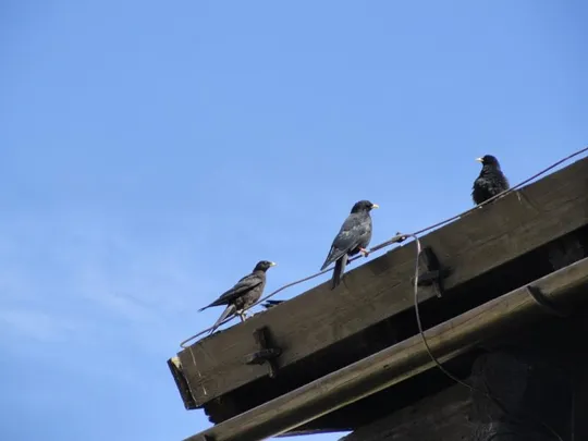 Baita Segantini - esemplari di Gracchio Alpino